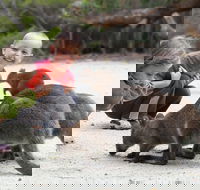 The Patriarch Wildlife Sanctuary Camping Ground - Hotel Gold Coast