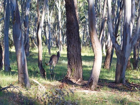 Apsley Falls Campground - Hotel Gold Coast 2