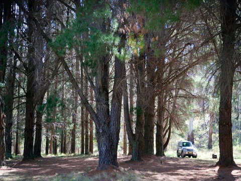 The Pines Campground - Hotel Gold Coast 1