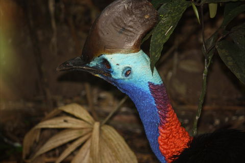 Daintree Wilderness Lodge - Hotel Gold Coast 1