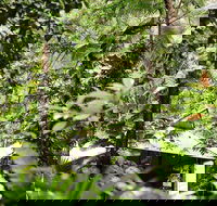 Daintree Ecolodge - Hotel Gold Coast