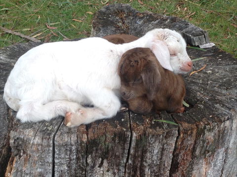 Engadine Cottage - Hotel Gold Coast 1