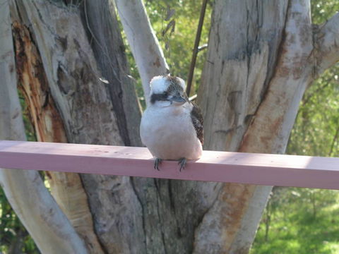 Kookaburra Dreaming - Hotel Gold Coast 0