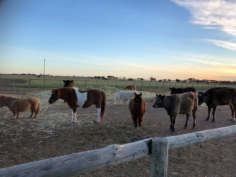 Tarnasey Farm - Pa's Place - Hotel Gold Coast 1