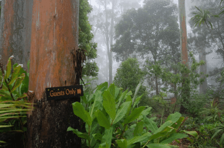 Witches Falls Cottages - Hotel Gold Coast 2