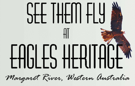 Eagles Heritage Raptor Wildlife Centre - Hotel Gold Coast 0