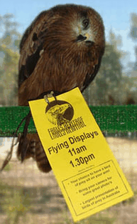 Eagles Heritage Raptor Wildlife Centre - Hotel Gold Coast 1