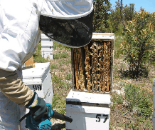 The House Of Honey - Hotel Gold Coast 0