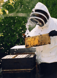 The House Of Honey - Hotel Gold Coast 3