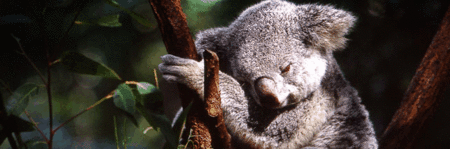 Koala And River Cruise By Mirimar Cruises - Hotel Gold Coast 0
