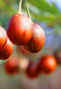 Tropical Fruit World - Hotel Gold Coast 0