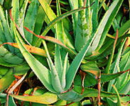 Tropical Fruit World - Hotel Gold Coast 1