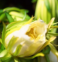 Tropical Fruit World - Hotel Gold Coast 2