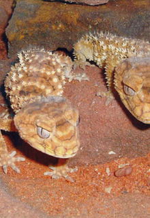 Armadale Reptile & Wildlife Centre - Hotel Gold Coast 1