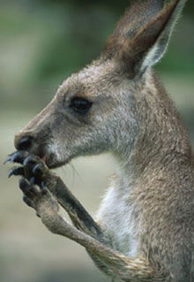 Armadale Reptile & Wildlife Centre - Hotel Gold Coast 2