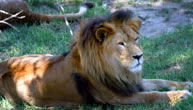 Mogo Zoo - Hotel Gold Coast 1