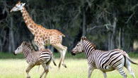 Mogo Zoo - Hotel Gold Coast 2