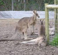 Jirrahlinga Koala  Wildlife Sanctuary - Hotel Gold Coast