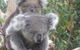 Jirrahlinga Koala & Wildlife Sanctuary - thumb 1