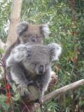 Jirrahlinga Koala & Wildlife Sanctuary - Hotel Gold Coast 1
