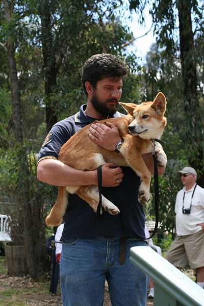 Jirrahlinga Koala & Wildlife Sanctuary - Hotel Gold Coast 2