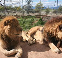 Mansfield Zoo - Hotel Gold Coast