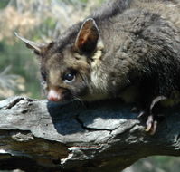 Moonlit Sanctuary Wildlife Conservation Park - Hotel Gold Coast