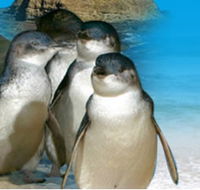 Phillip Island Penguin Parade - Hotel Gold Coast