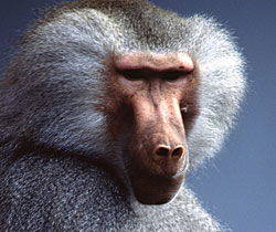 Alma Park Zoo - Hotel Gold Coast 1