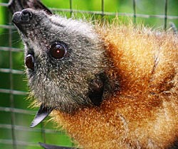 Alma Park Zoo - Hotel Gold Coast 2