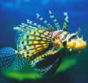Underwater World - Hotel Gold Coast
