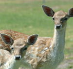 Marapana Wildlife Park - Hotel Gold Coast