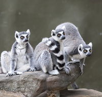 Adelaide Zoo - Hotel Gold Coast