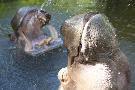 Adelaide Zoo - Hotel Gold Coast 2