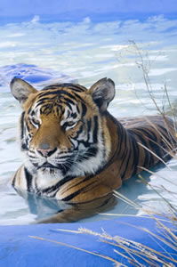 Zoo Doo Wildlife Park - Hotel Gold Coast 0
