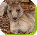 Calmsley Hill City Farm - Hotel Gold Coast