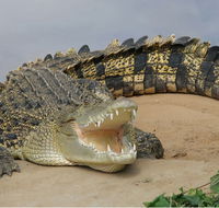 Dundee's Wildlife Park - Hotel Gold Coast