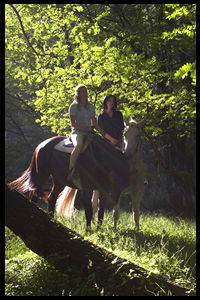 Glenworth Valley Horseriding - Hotel Gold Coast 2