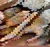 Alice Springs Reptile Centre - Hotel Gold Coast