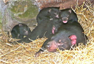 East Coast Natureworld - Hotel Gold Coast 0