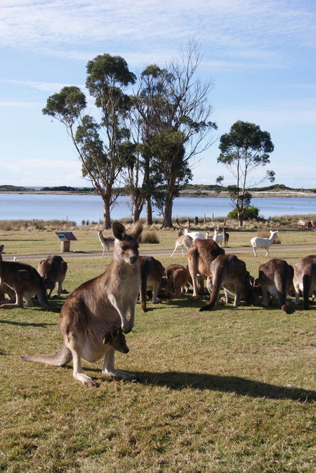 East Coast Natureworld - Hotel Gold Coast 1