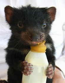 East Coast Natureworld - Hotel Gold Coast 2