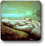 Kakadu National Park - Hotel Gold Coast 1