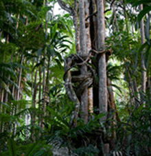 Rainforest Skywalk - Hotel Gold Coast 3