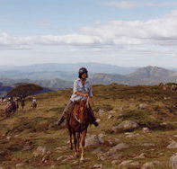 High Country Horses - Hotel Gold Coast