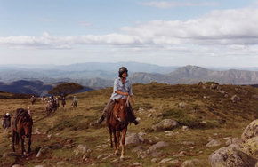 High Country Horses - Hotel Gold Coast 0