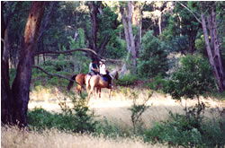 High Country Horses - Hotel Gold Coast 1