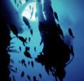 Scuba World - Hotel Gold Coast