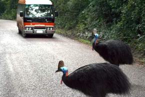 Kookaburra Tours - Hotel Gold Coast 0