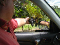 Mount Tamborine Winery & Homestead - Hotel Gold Coast 1